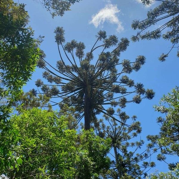 Araucaria angustifolia ഇല