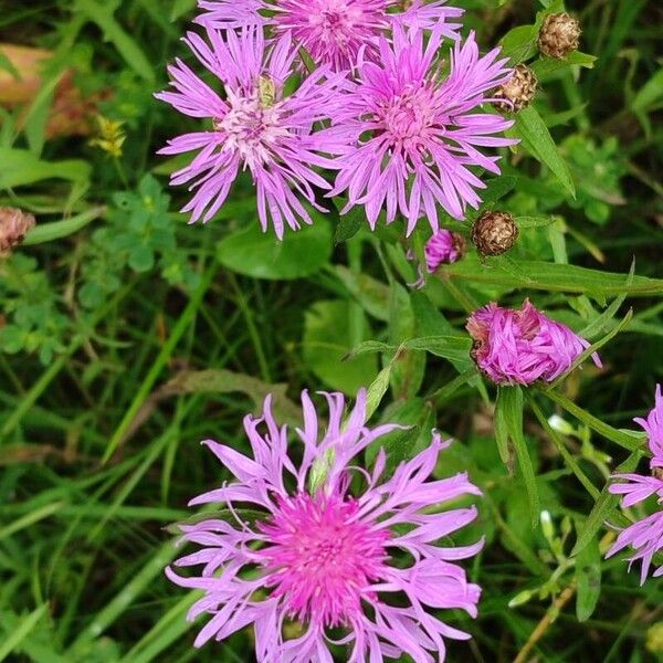 Centaurea nigrescens Blodyn