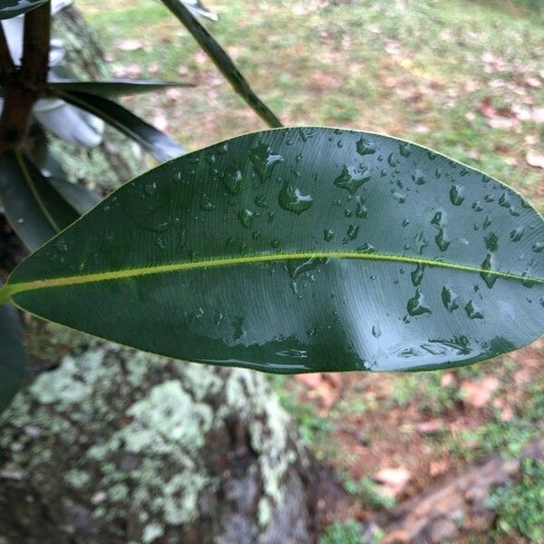 Calophyllum inophyllum Листок