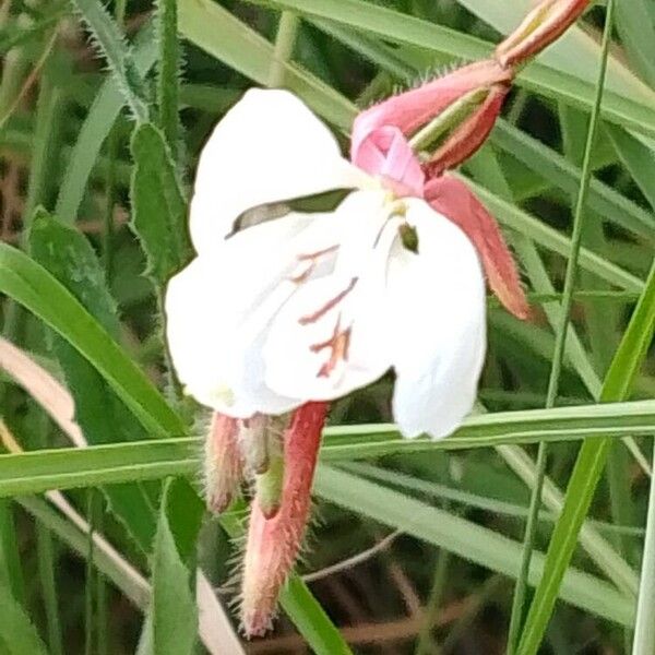 Oenothera gaura Цвят