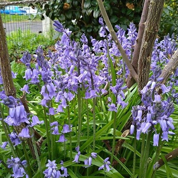 Hyacinthoides × massartiana Virág