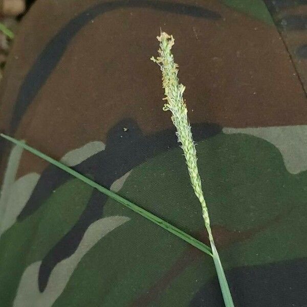 Alopecurus geniculatus Flower