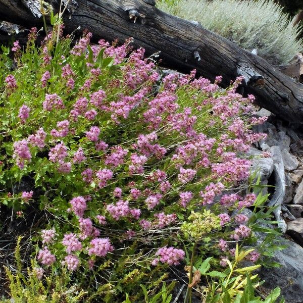 Ageratina occidentalis ᱵᱟᱦᱟ