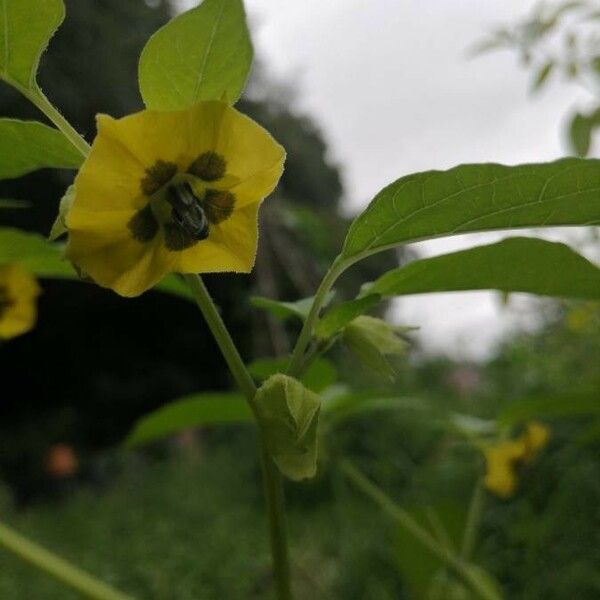 Physalis philadelphica Blomst