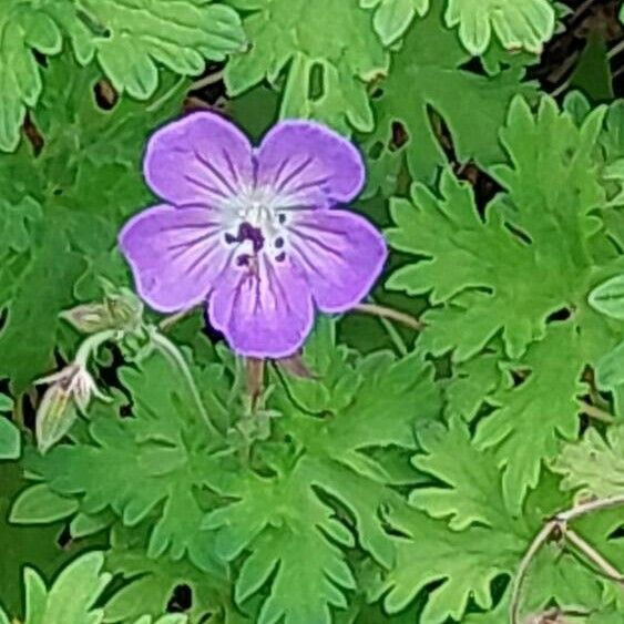 Geranium himalayense Flower