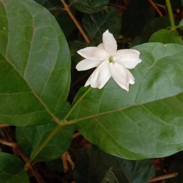 Jasminum sambac Blomma