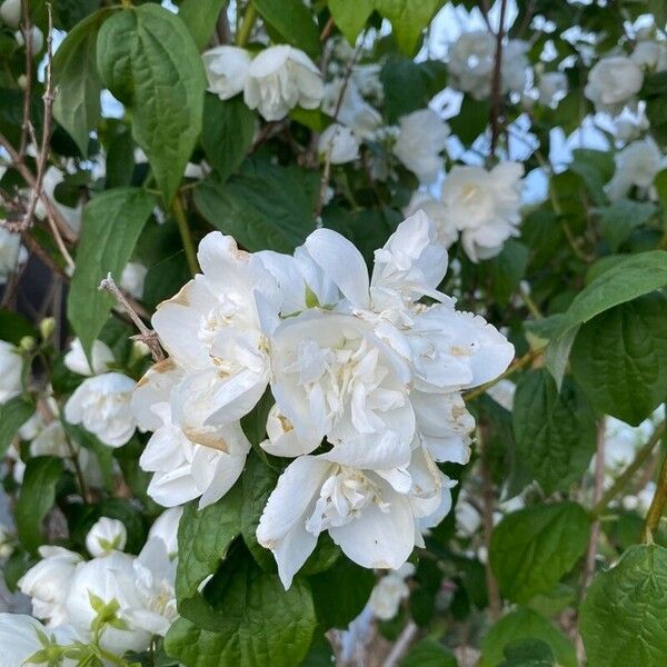 Philadelphus x virginalis Flower