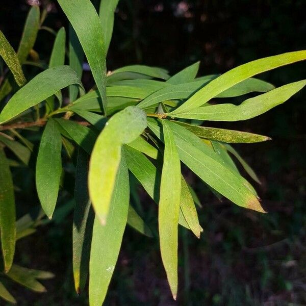 Hakea salicifolia Folla