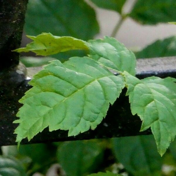 Fraxinus excelsior Leaf