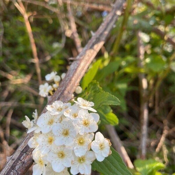 Spiraea cantoniensis Fleur