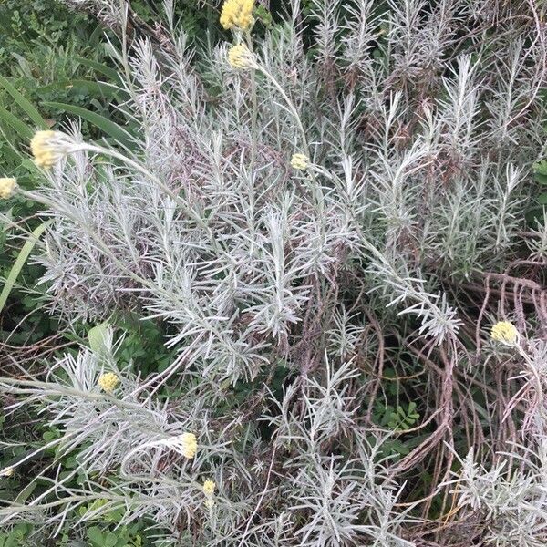 Helichrysum stoechas 花