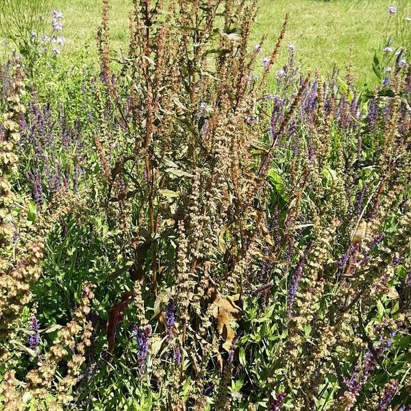 Rumex conglomeratus عادت داشتن