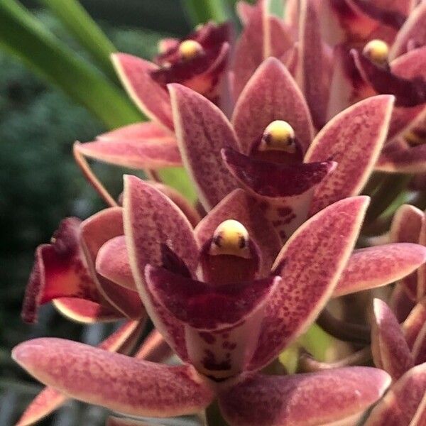 Cymbidium devonianum Flower