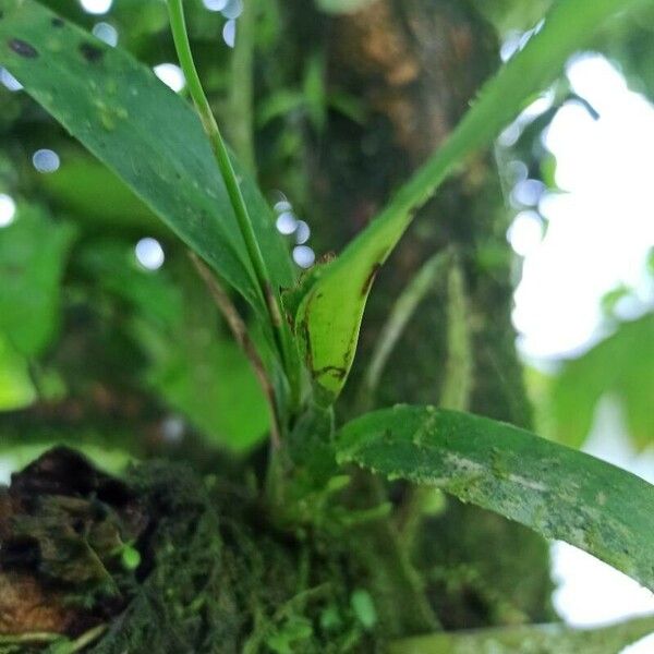 Oncidium baueri पत्ता