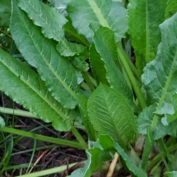 Rumex crispus Folla