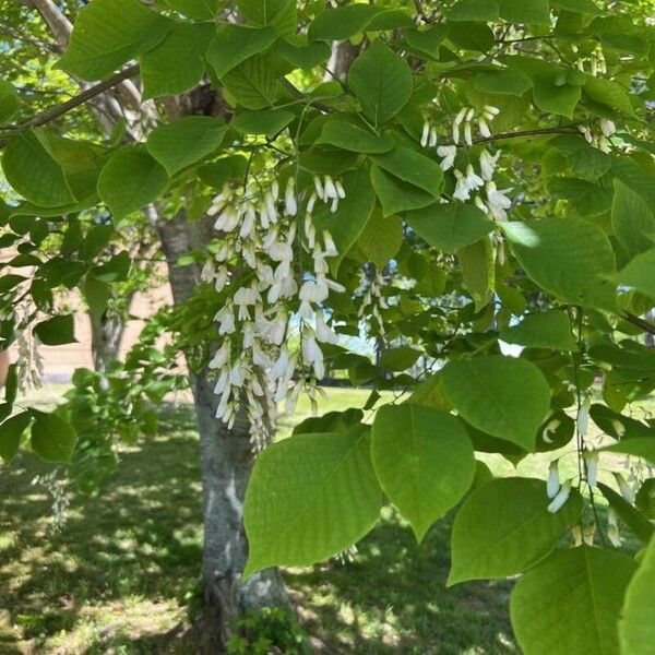 Cladrastis kentukea Blad