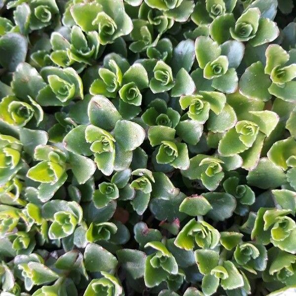 Sedum spurium पत्ता