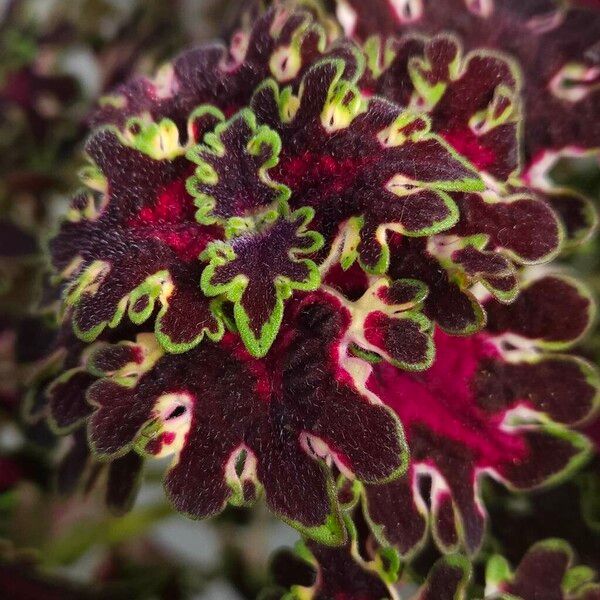 Coleus decurrens Folha