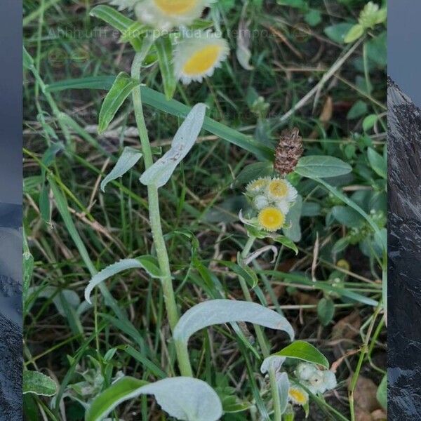 Helichrysum foetidum Fiore