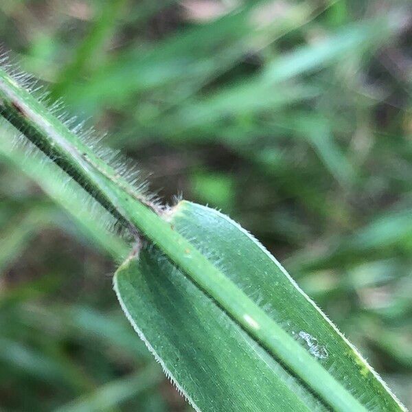 Urochloa eminii Folha