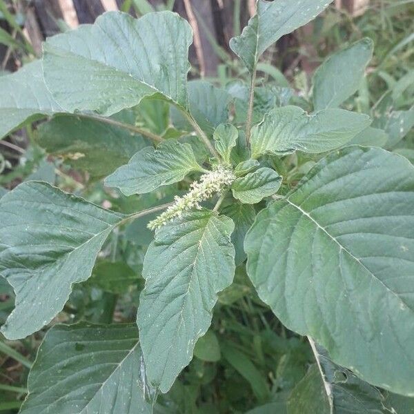 Amaranthus spinosus Folha