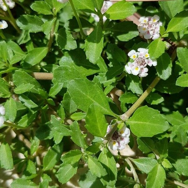 Phyla nodiflora Leaf