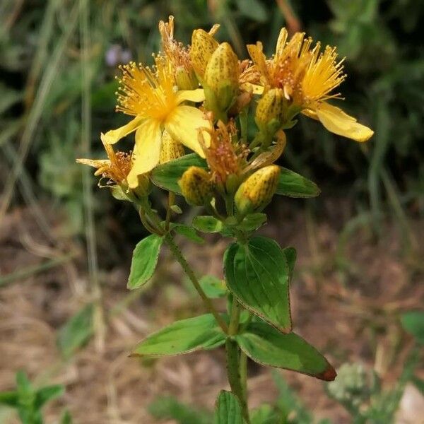 Hypericum maculatum Цветок