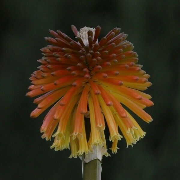 Kniphofia uvaria Blomma