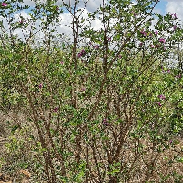 Mundulea sericea Elinympäristö