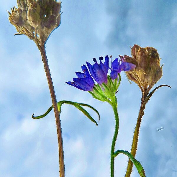 Gilia capitata Flor