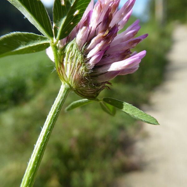 Trifolium pratense Õis