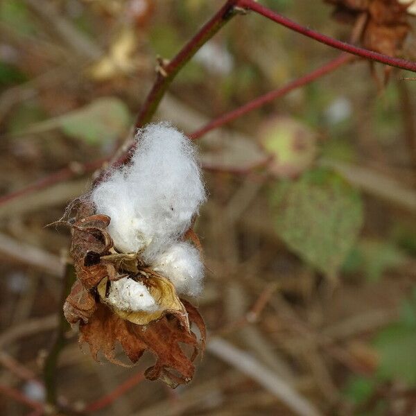 Gossypium hirsutum Fruit