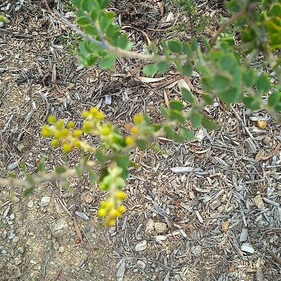 Acacia cultriformis Leaf