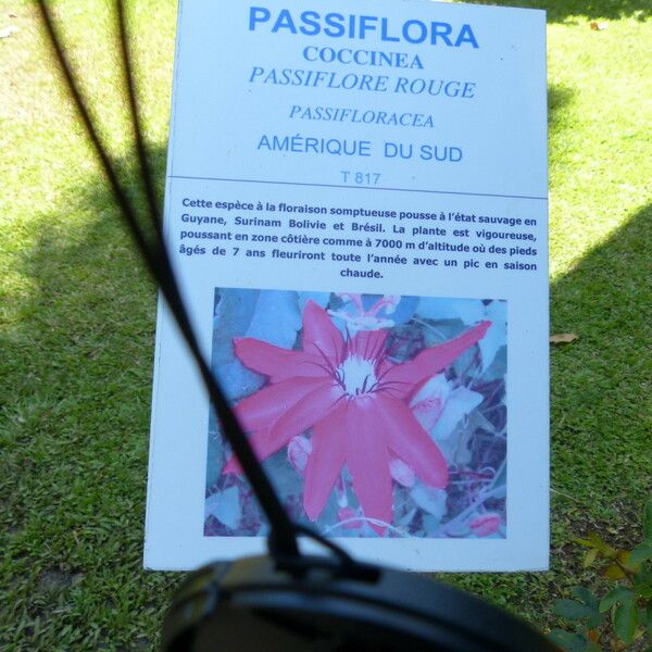 Passiflora coccinea Други