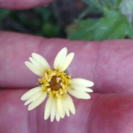 Tridax procumbens Flors