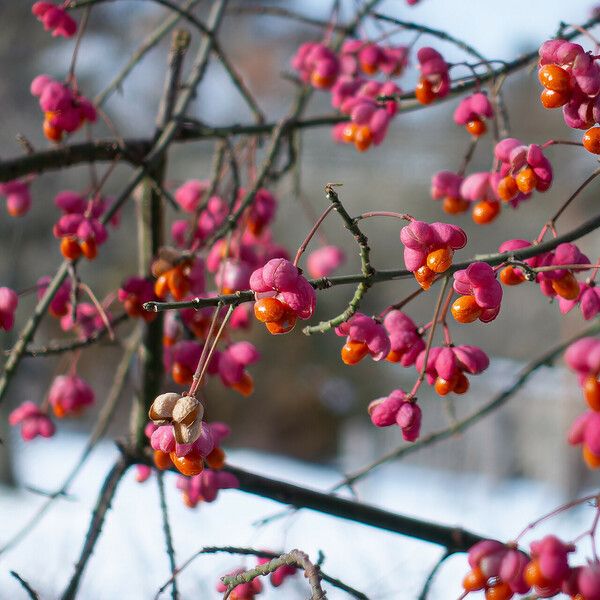 Euonymus europaeus Meyve