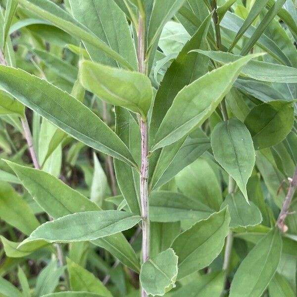 Solidago gigantea Blad