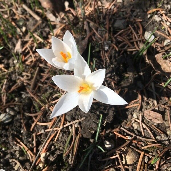 Crocus biflorus Fleur