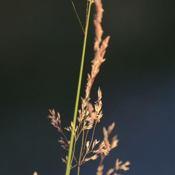 Agrostis canina ഫലം