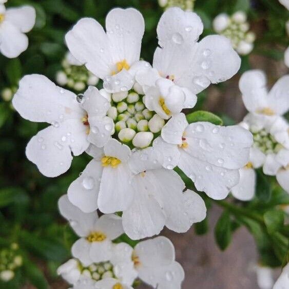 Iberis sempervirens Flor