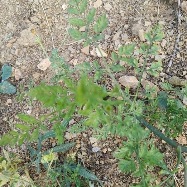 Ammi majus Folha