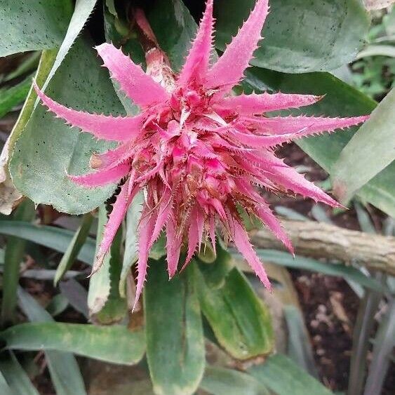 Aechmea fasciata Kvet