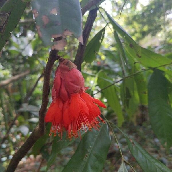 Brownea ariza Flower