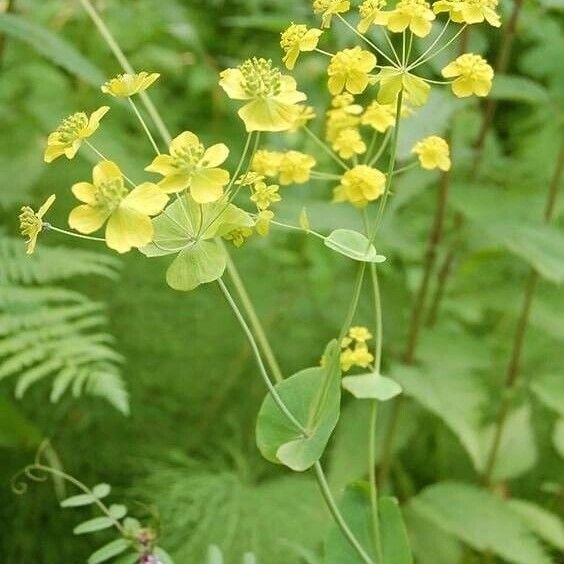 Bupleurum longifolium Flower