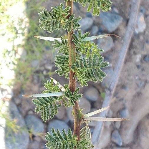 Acacia tortilis Hostoa