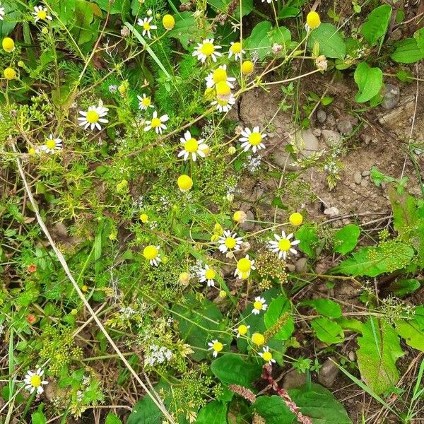 Matricaria chamomilla Floro