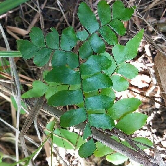 Adiantum latifolium Blad