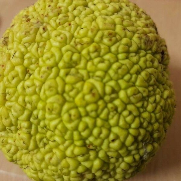 Maclura pomifera Vaisius