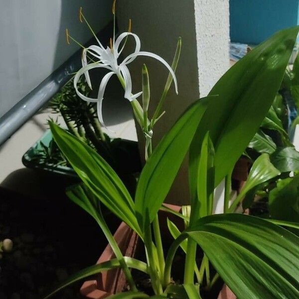 Hymenocallis fragrans Ліст