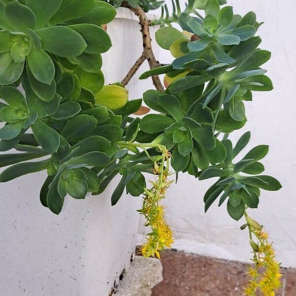 Sedum palmeri Flor